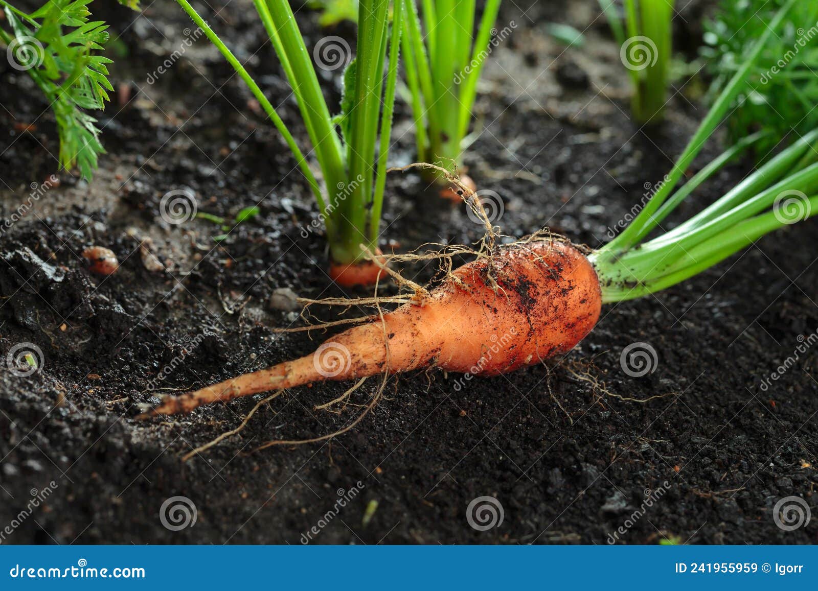 Carrot on bed stock image. Image of root, garden, dirt 241955959