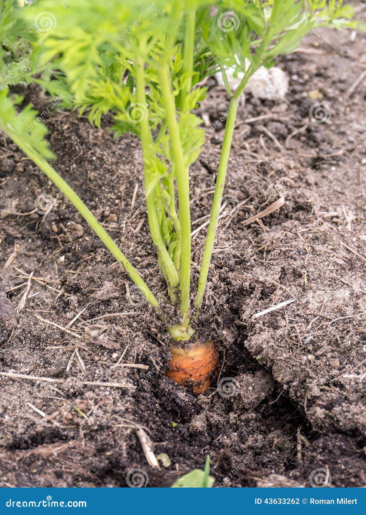 Carrot stock photo. Image of eating, organic, veggie 43633262