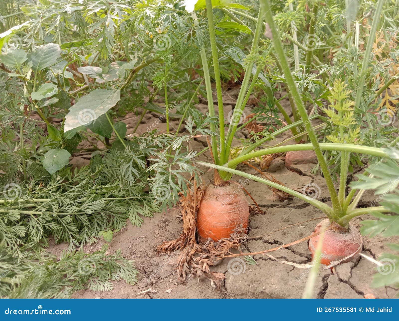 Carrot Farm on Field for Harvest Stock Image Image of farm, carrot