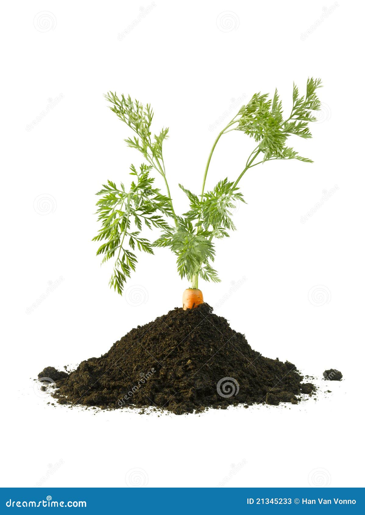 Carrot in the ground stock image. Image of vegetable 21345233