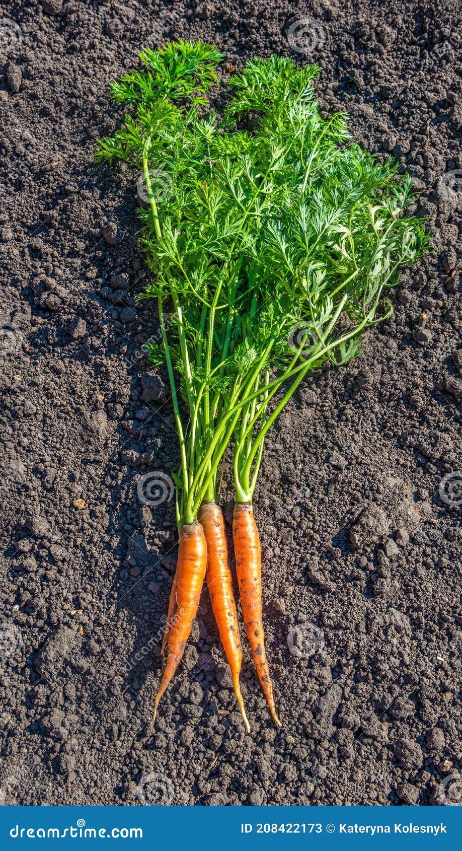 Carrot on the ground stock image. Image of agriculture 208422173