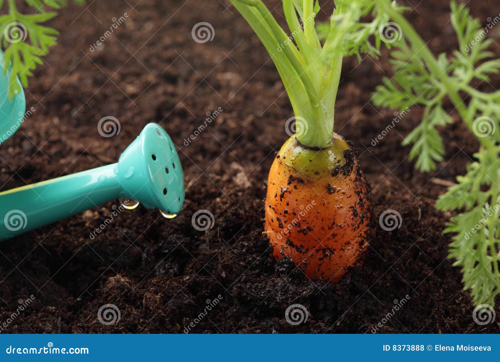 Carrot Growing in the Soil and Watering Can Stock Photo Image of