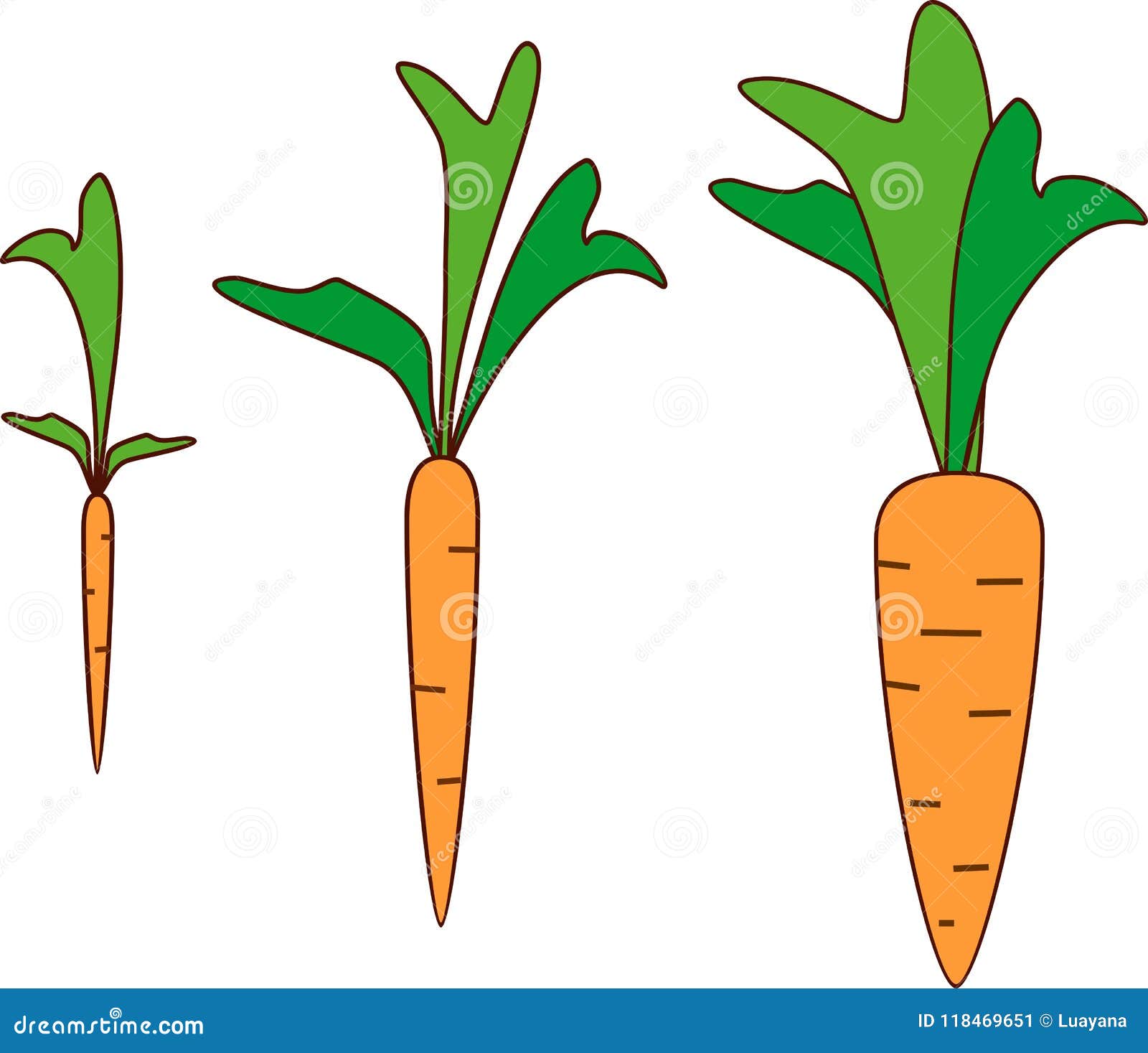 Carrot growth stages stock vector. Illustration of botany - 118469651