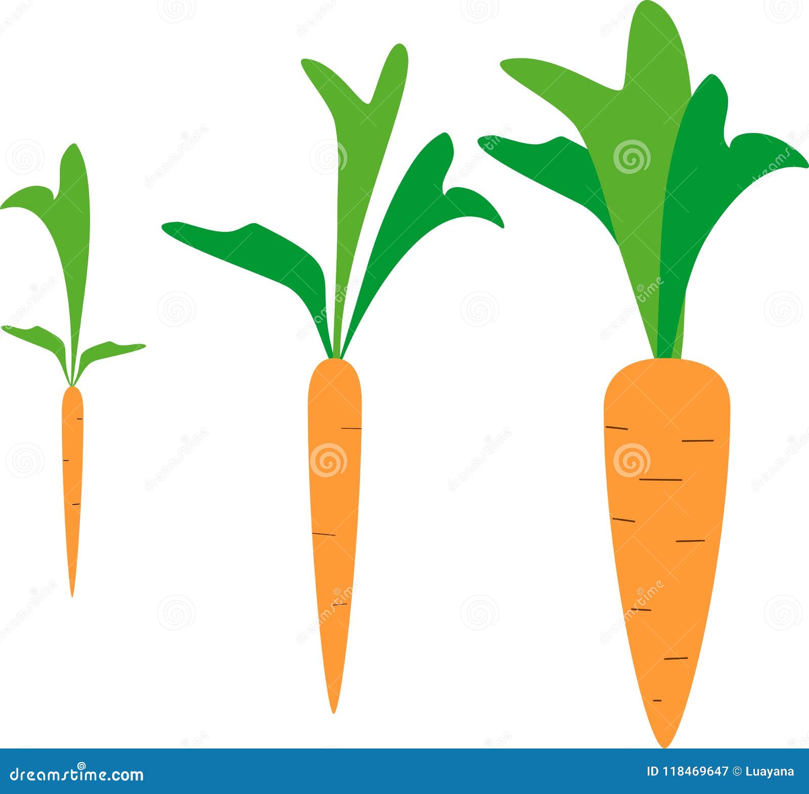 Carrot growth stages stock vector. Illustration of germinating - 118469647