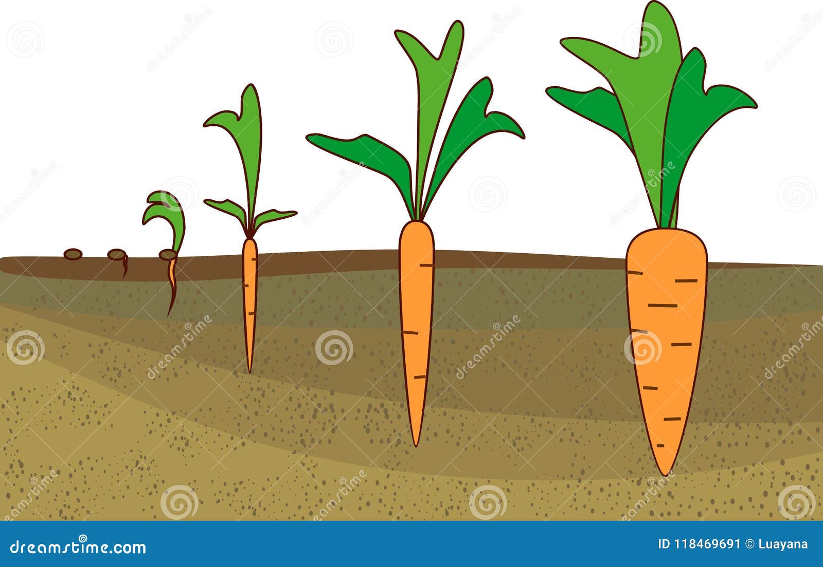 Carrot growth stages stock vector. Illustration of development - 118469691