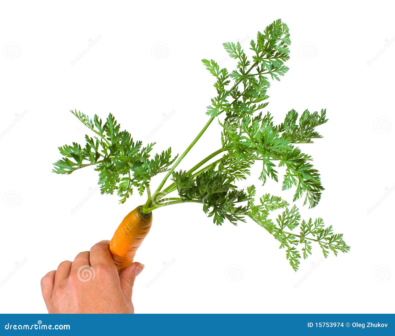Carrot in hand stock photo. Image of natural, background 15753974