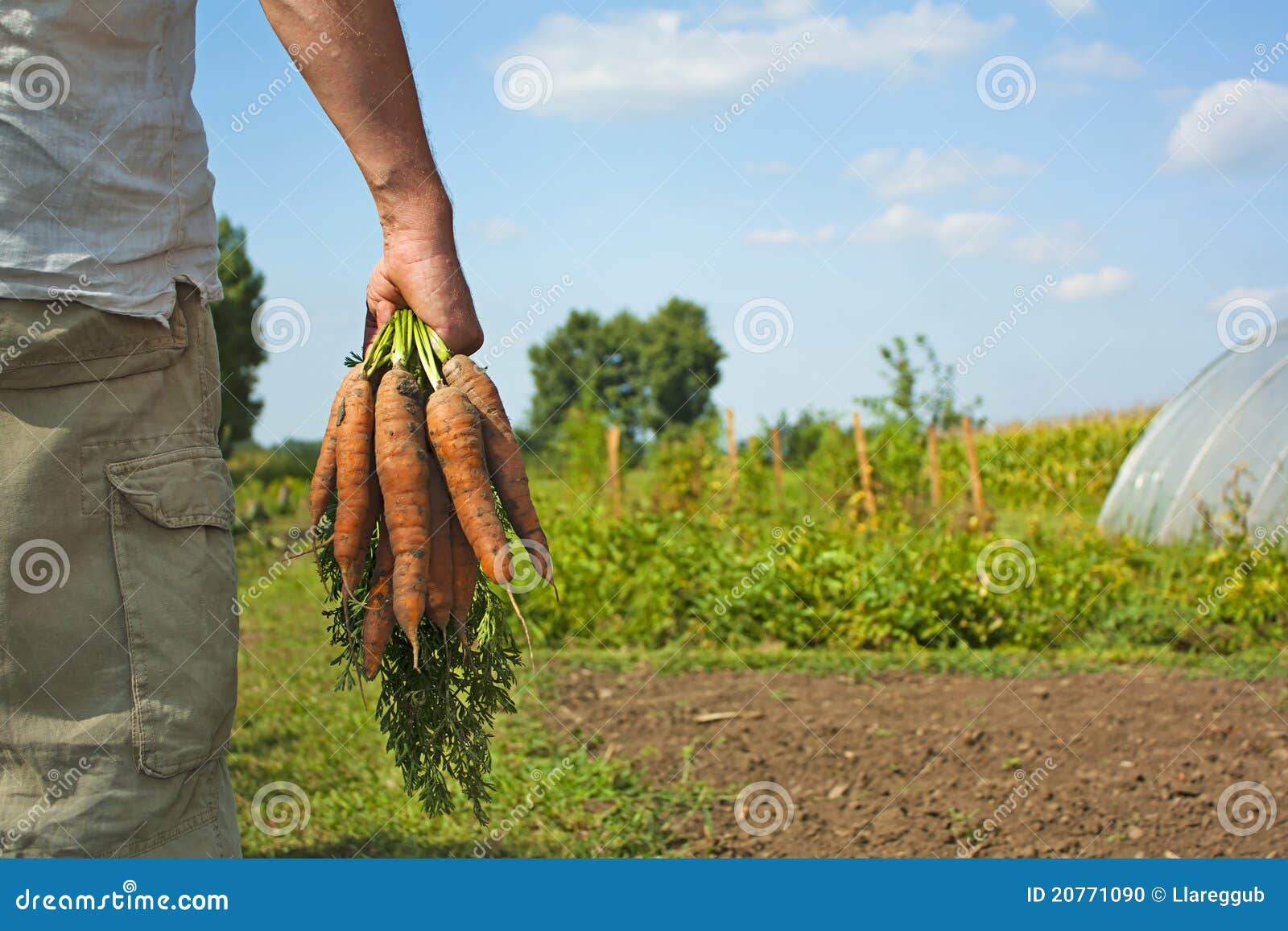 Carrot harvest stock photo. Image of hand, gardening 20771090