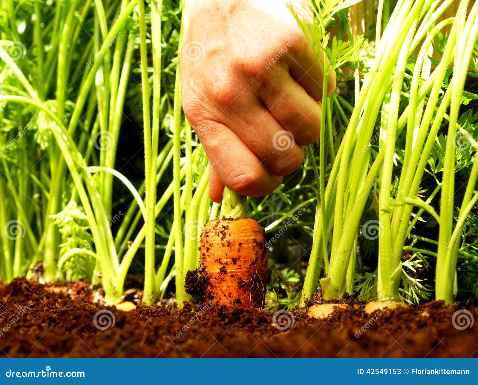 Carrot harvest stock image. Image of harvest, botanical 42549153