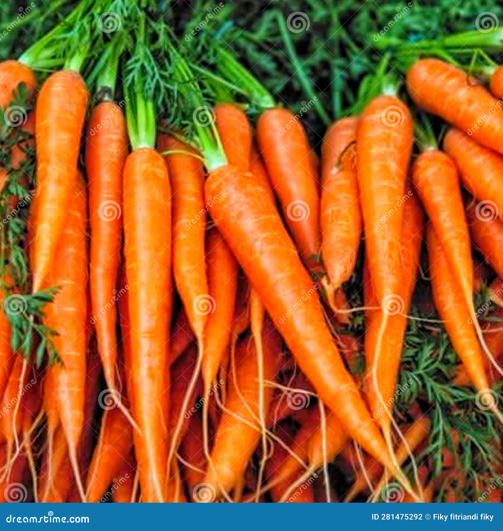 The Carrot Harvest in the Garden Looks Fresh Stock Photo Image of