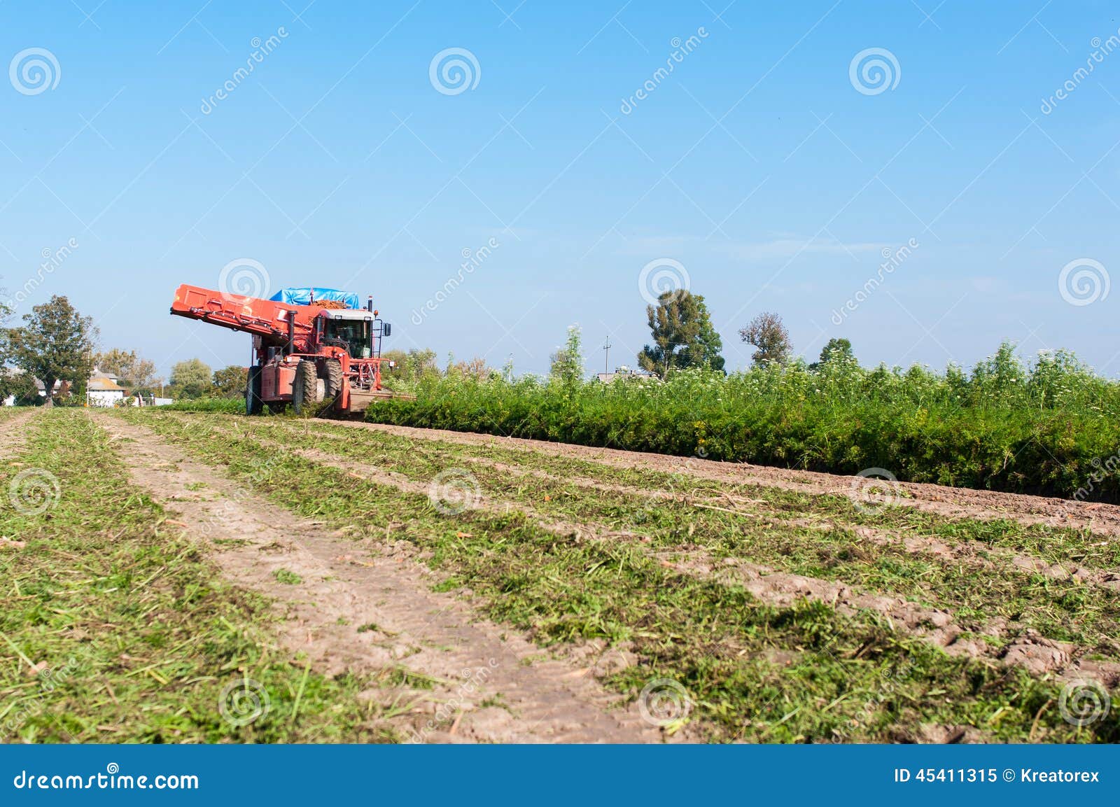 carrot harvest