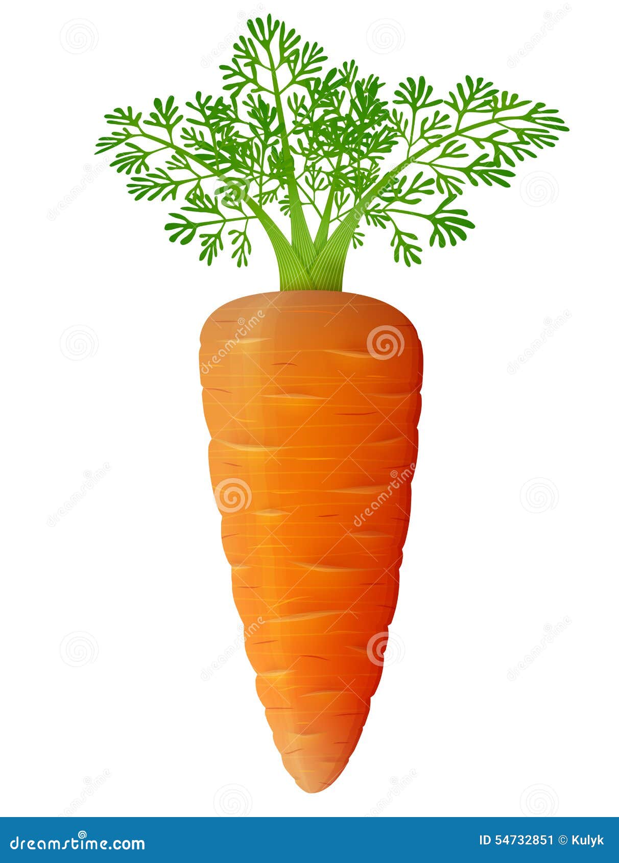 carrot with leaves close up