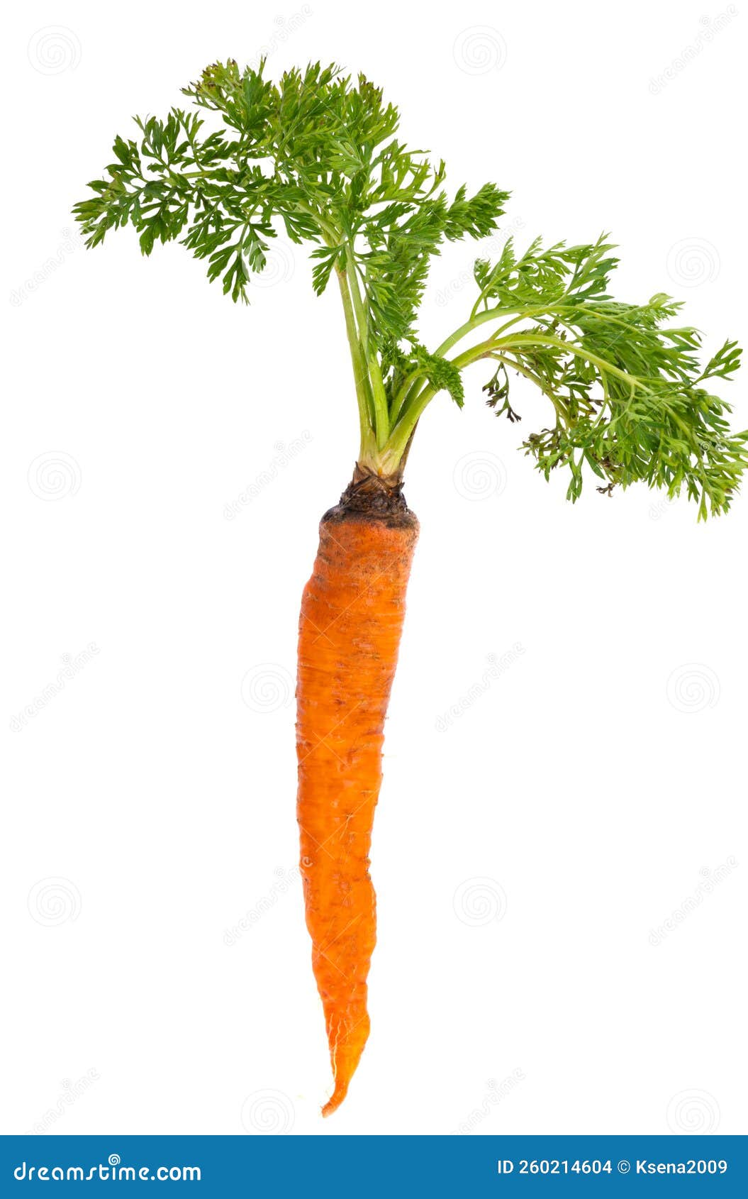 Carrot with Leaves Isolated Stock Photo Image of intact, healthy