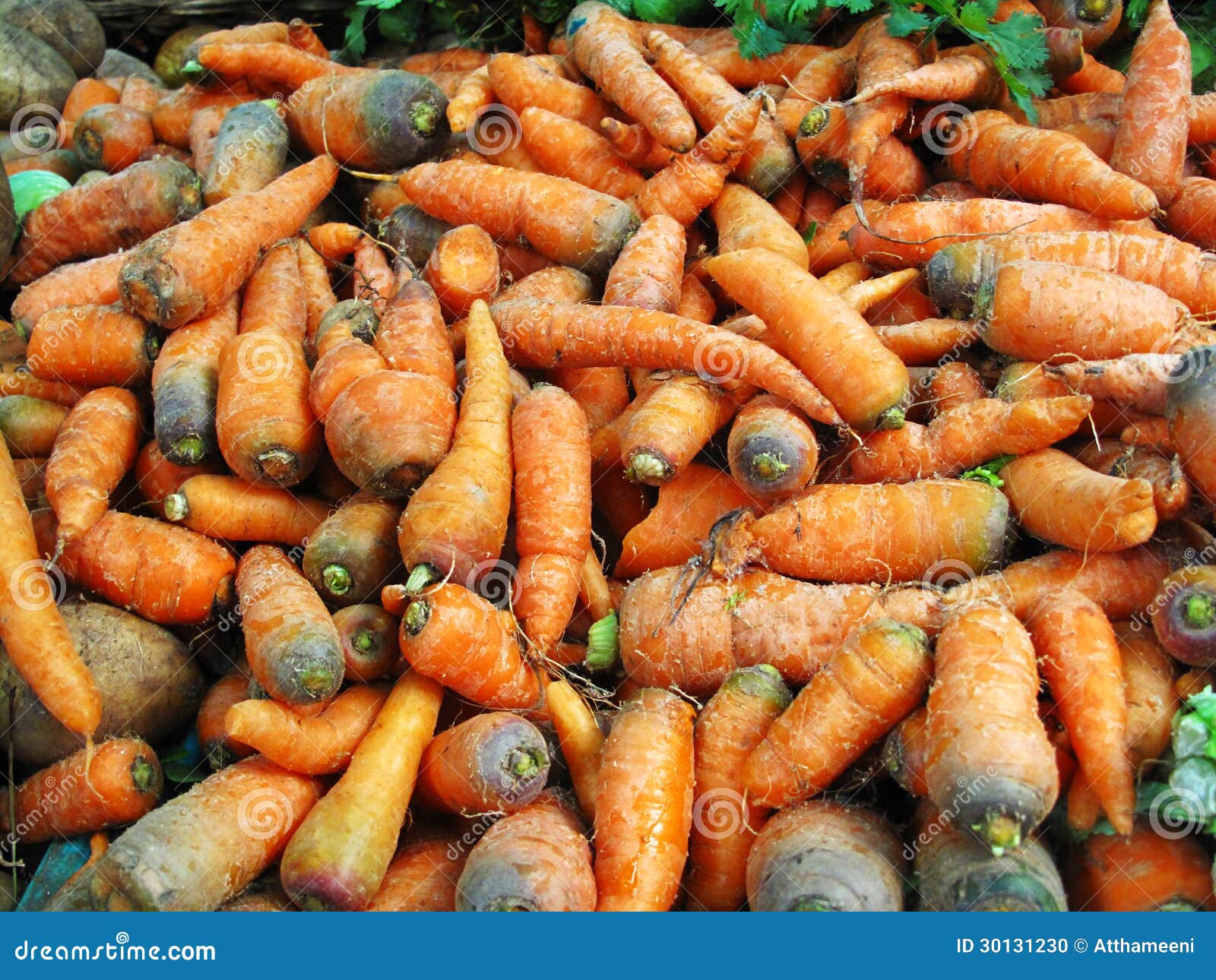 Carrot in local market stock photo. Image of bunny, ingredient 30131230