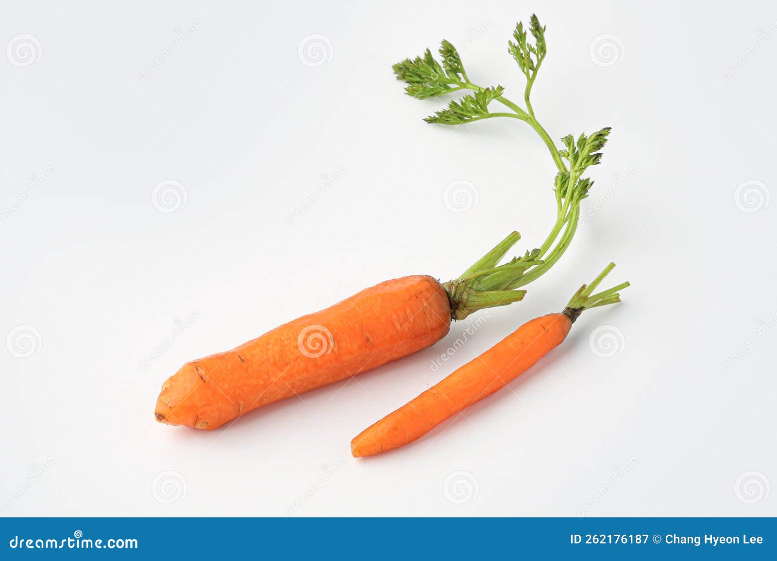 Carrot, Mini Carrot, Small Carrot, Baby Carrot Stock Image Image of