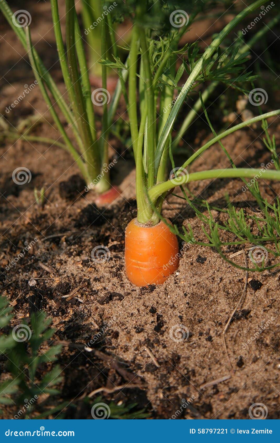 Organic Carrots Carrot Growing Stock Image Image of country, gardening 58797221