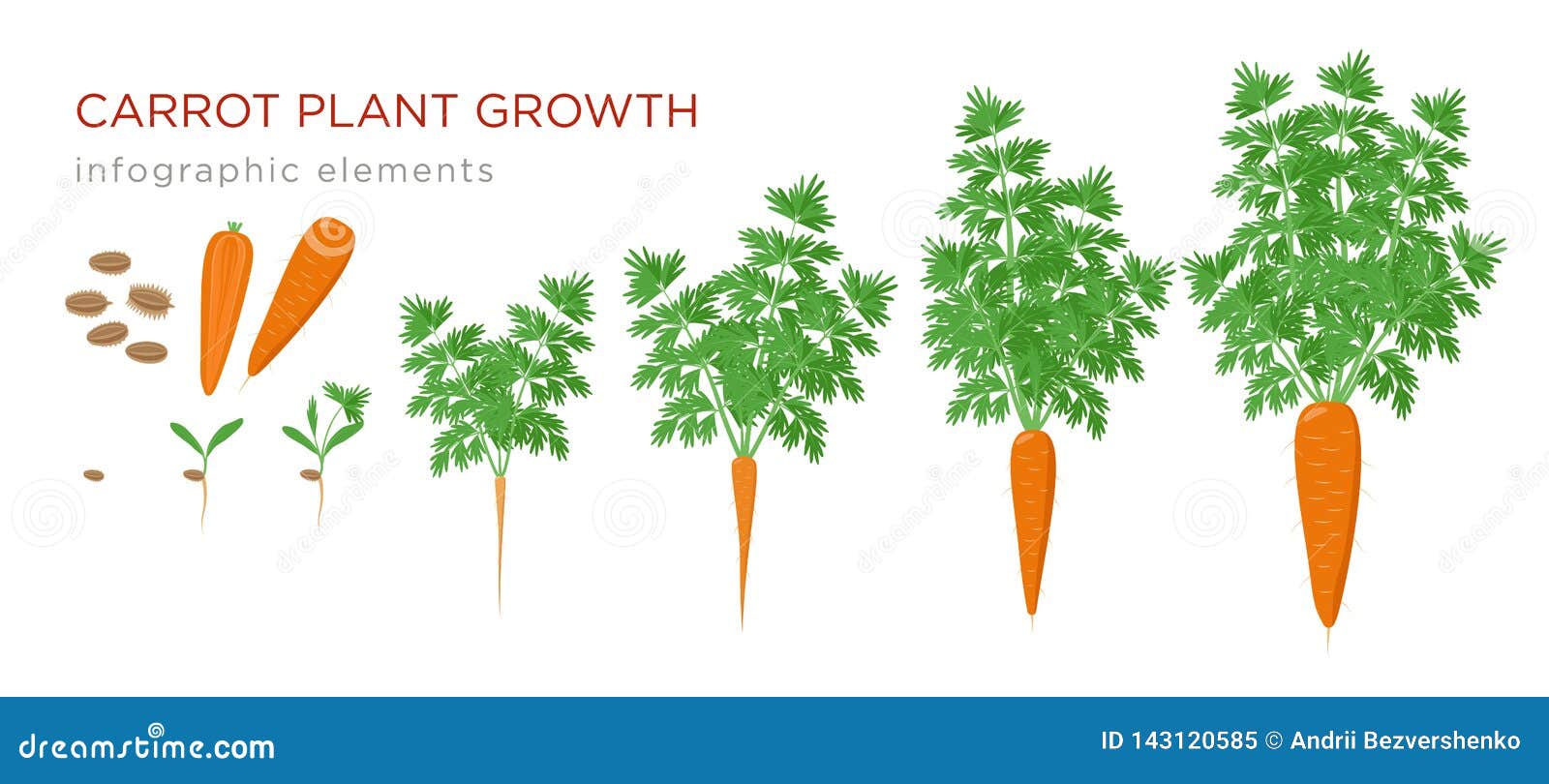 Carrot Plant Growth Stages Infographic Elements. Growing Process of ...
