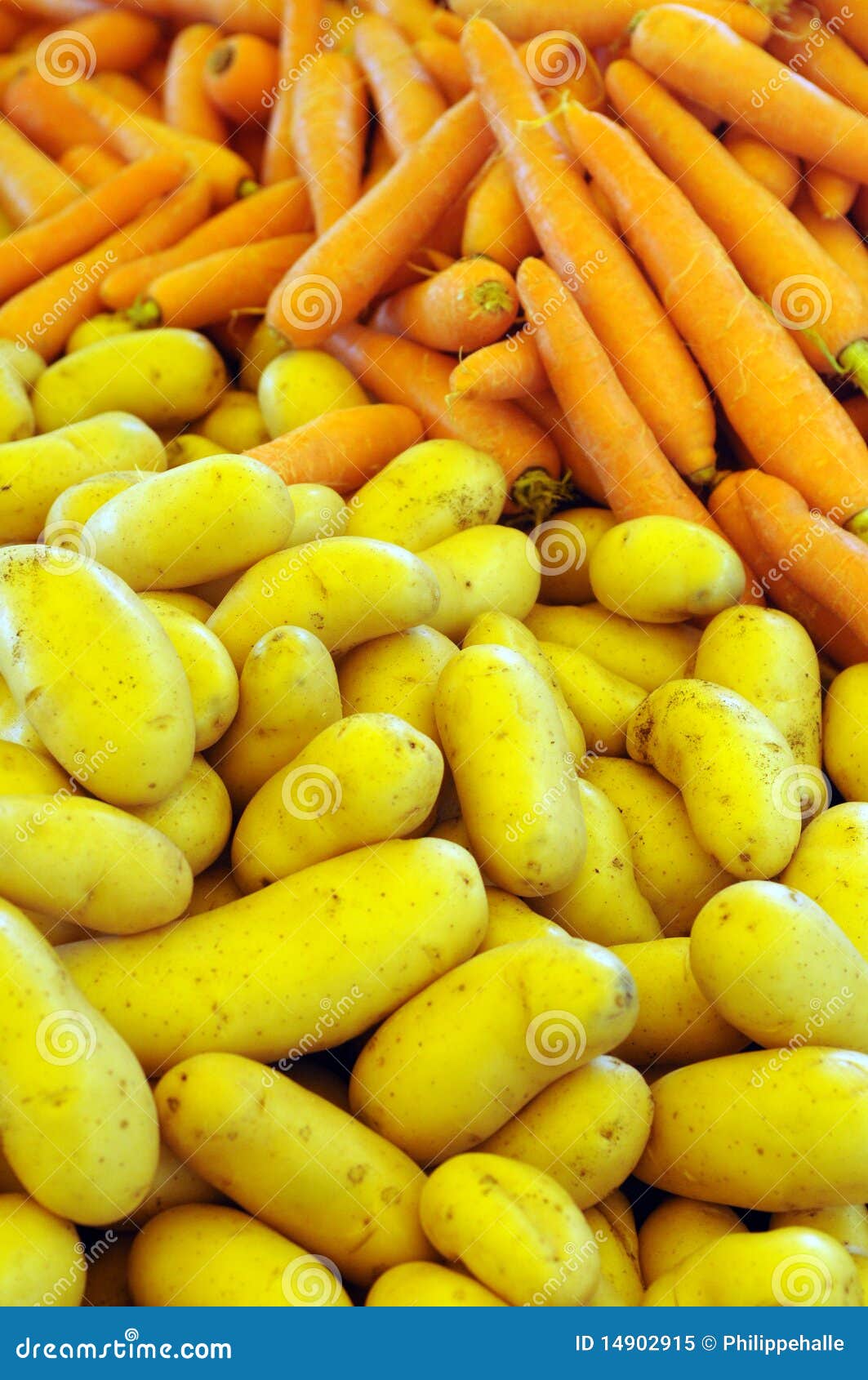 Carrot and potatoes stock image. Image of vegetable, root 14902915