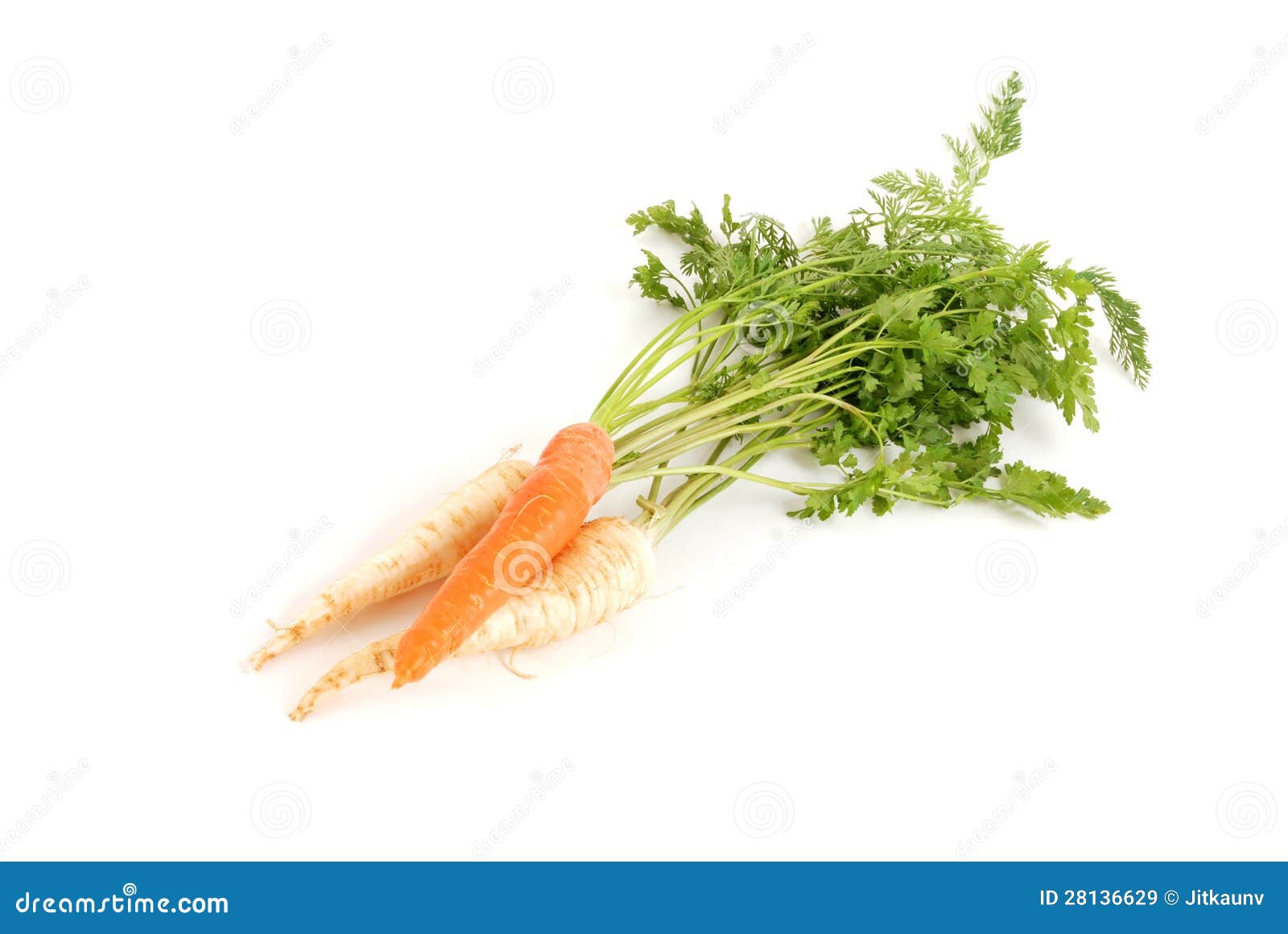 Carrot and root parsley stock image. Image of carrot 28136629