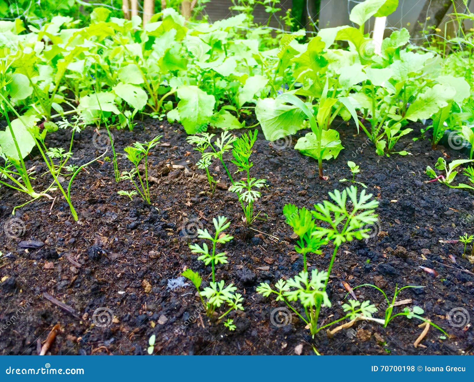 Carrot Seedlings and Radishes Stock Photo Image of patch, seedlings