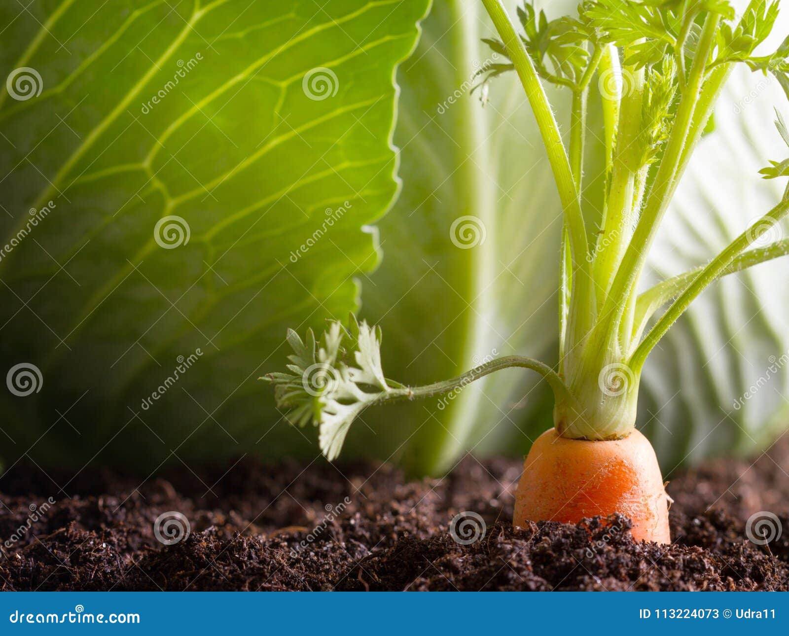 carrot vegetable grows in the garden in the soil organic background