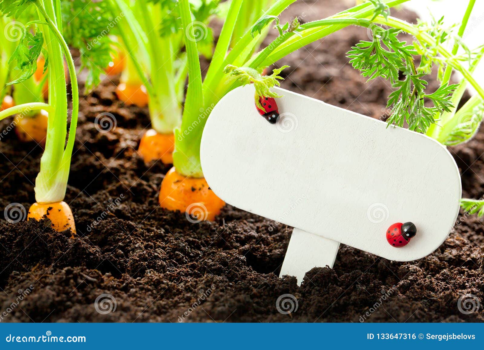 Carrot Vegetable Grows in the Garden with Text Board in German B Stock