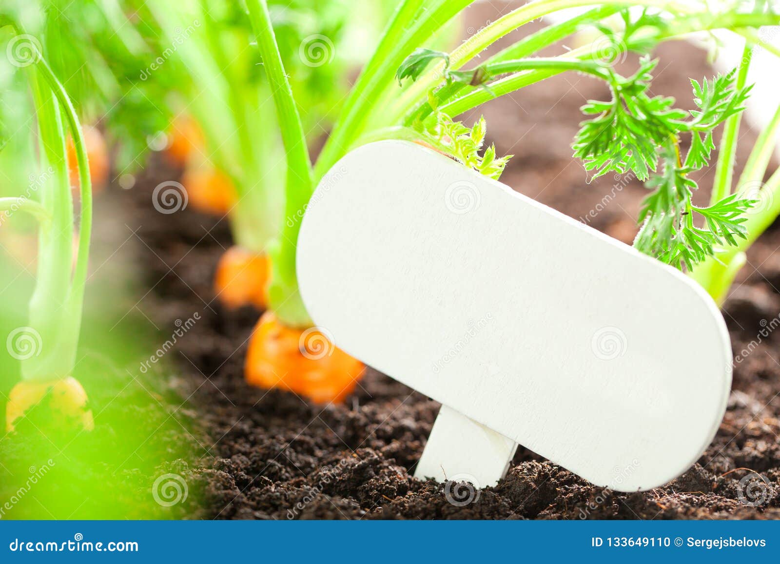 Carrot Vegetable Grows in the Garden with Text Board in German B Stock