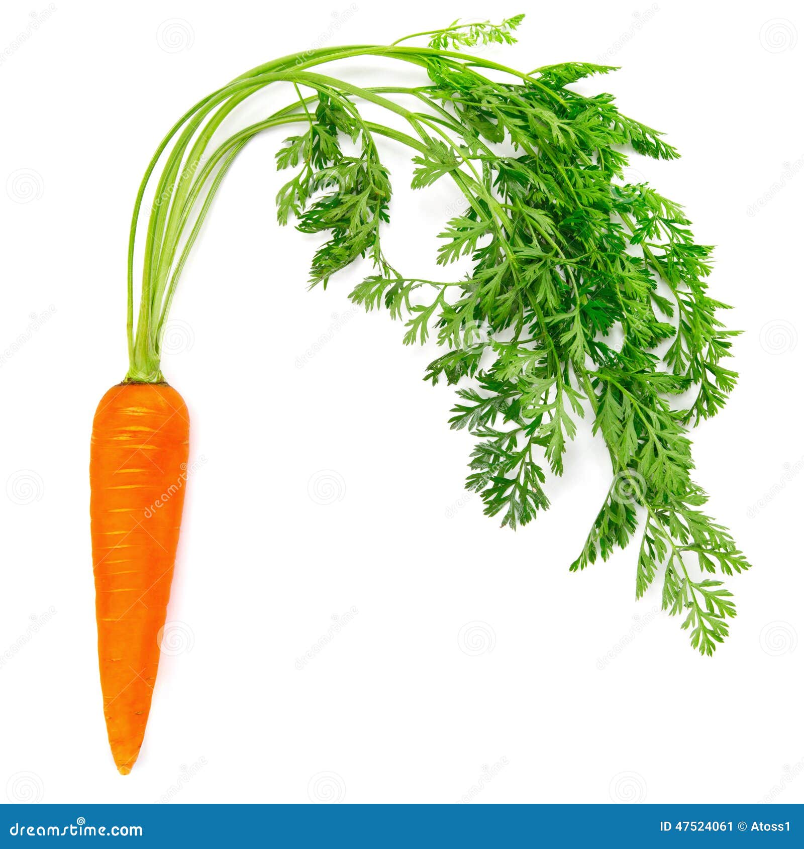 Carrot stock image. Image of nature, nutrition, ripe 47524061