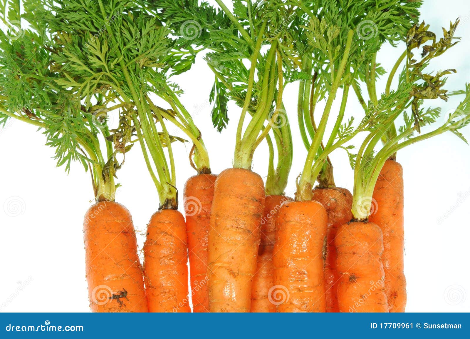 Carrots stock image. Image of carrot, leaf, closeup, arrangement 17709961