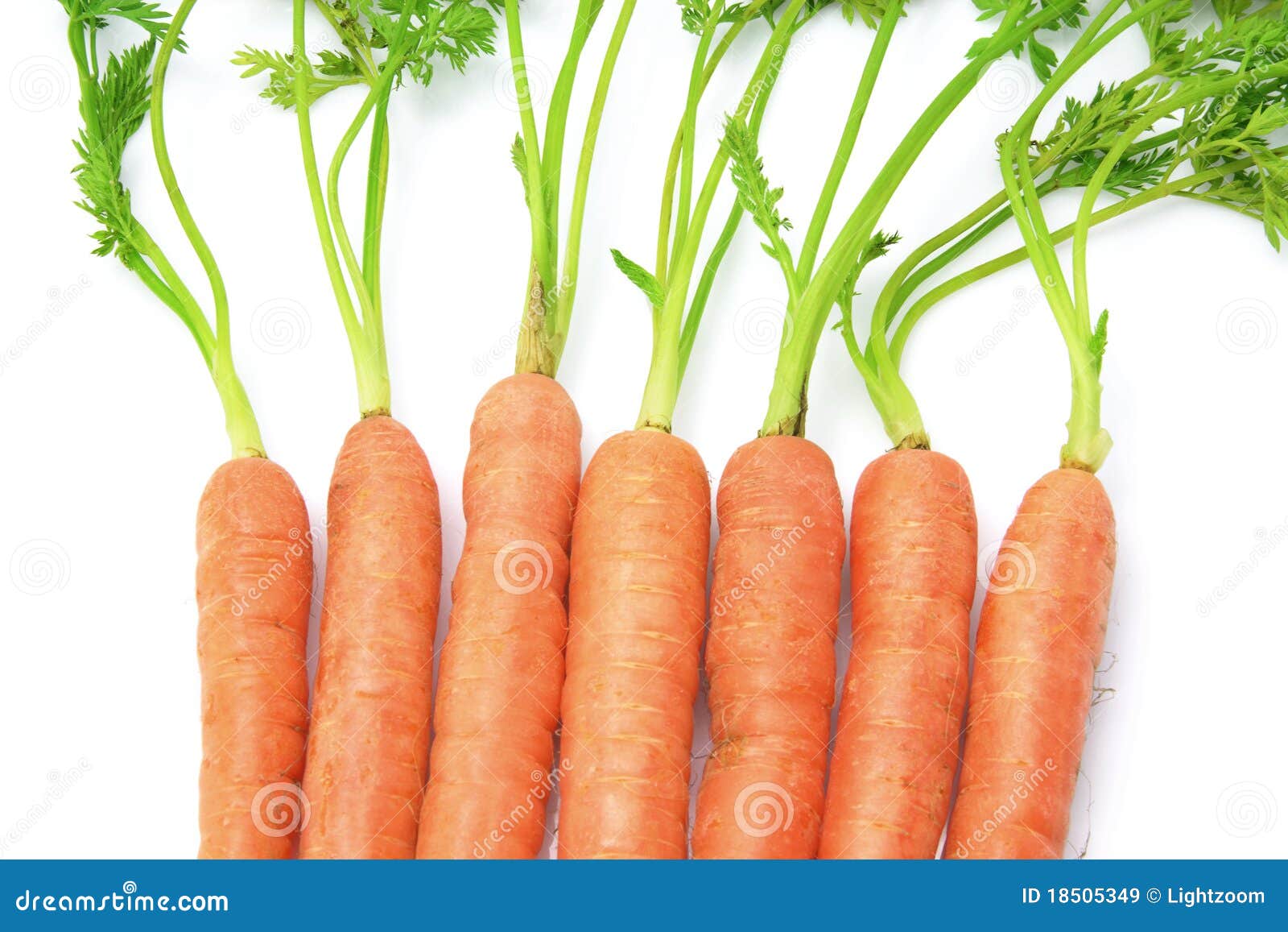 Carrots stock image. Image of still, studio, fiber, fibre 18505349