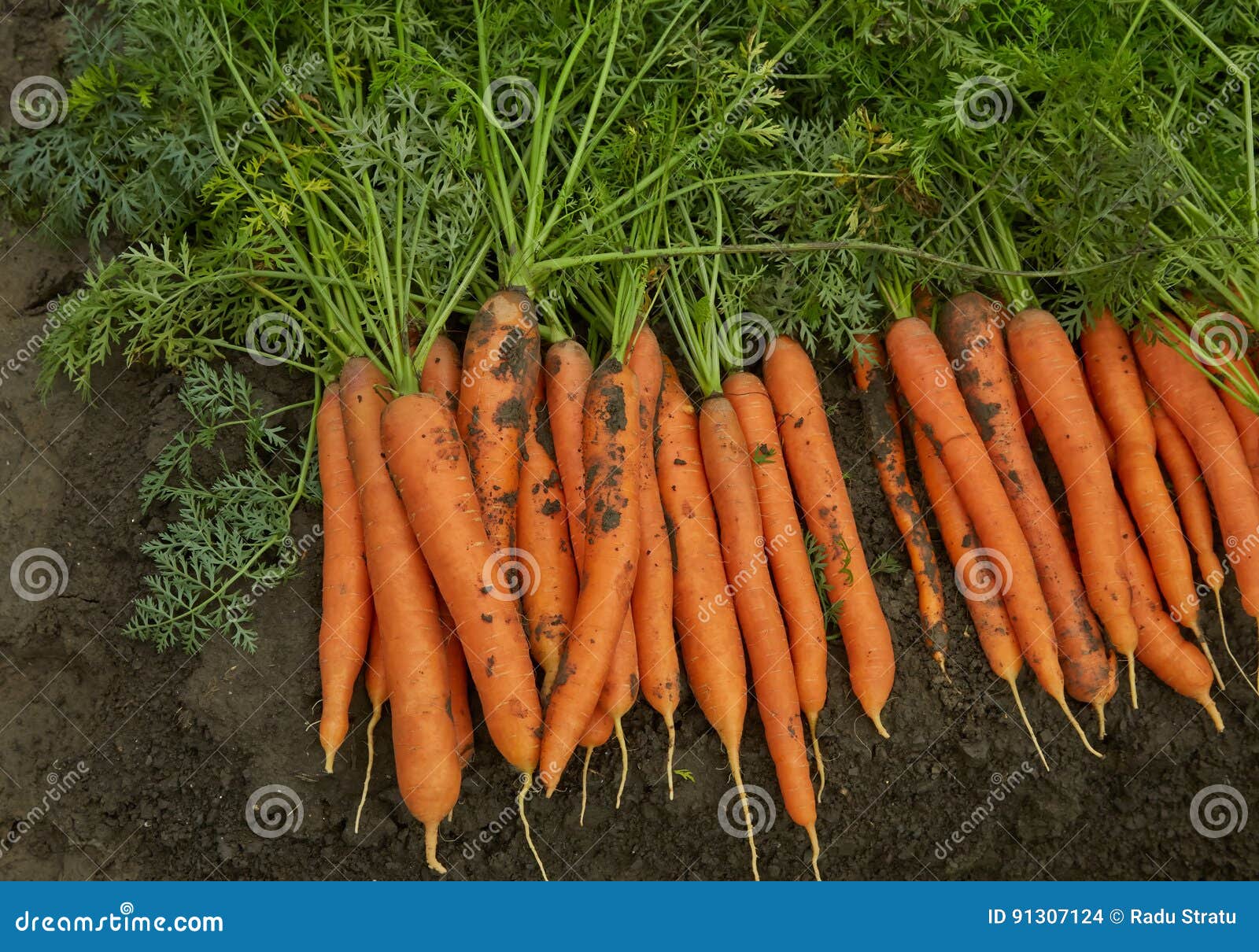 Carrots on the bed stock photo. Image of food, growth 91307124