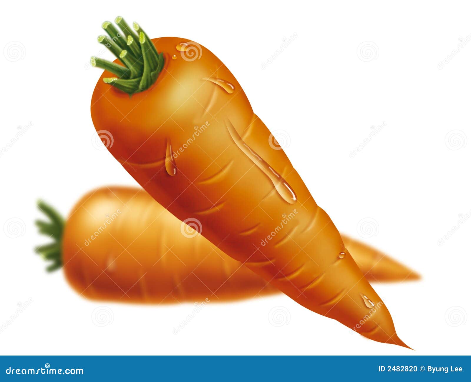 Carrots drawing stock illustration. Illustration of healthy 2482820