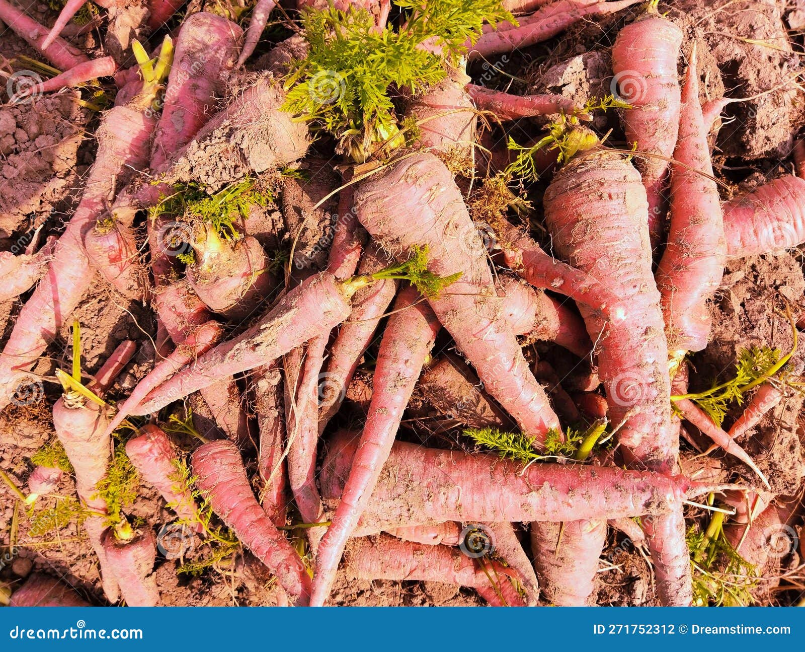 carrots freshly harvested red carrot root vegetable unearthed food raw fresh juicy organic muddy-carrots gajar carotte photo