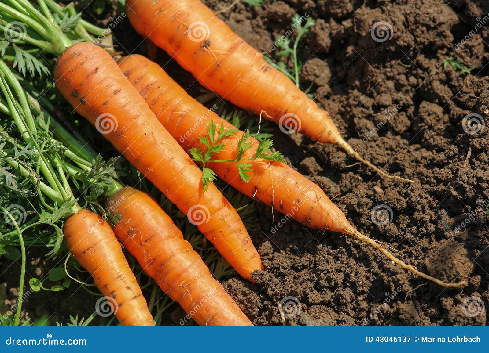 carrots in the garden