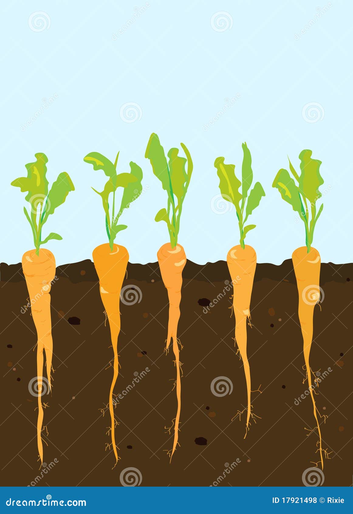 Carrots growing stock vector. Illustration of freshness 17921498