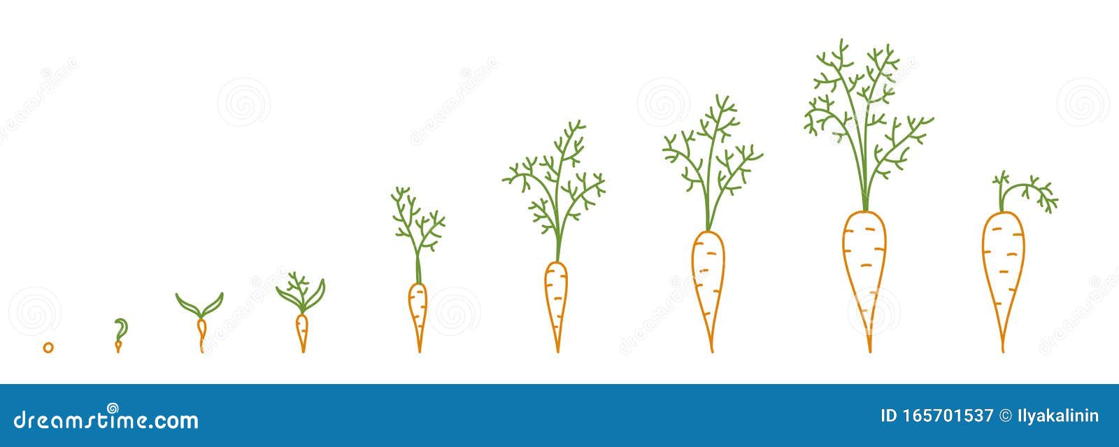 Carrots, Growth Stages. Animation of the Development Process. Set of ...