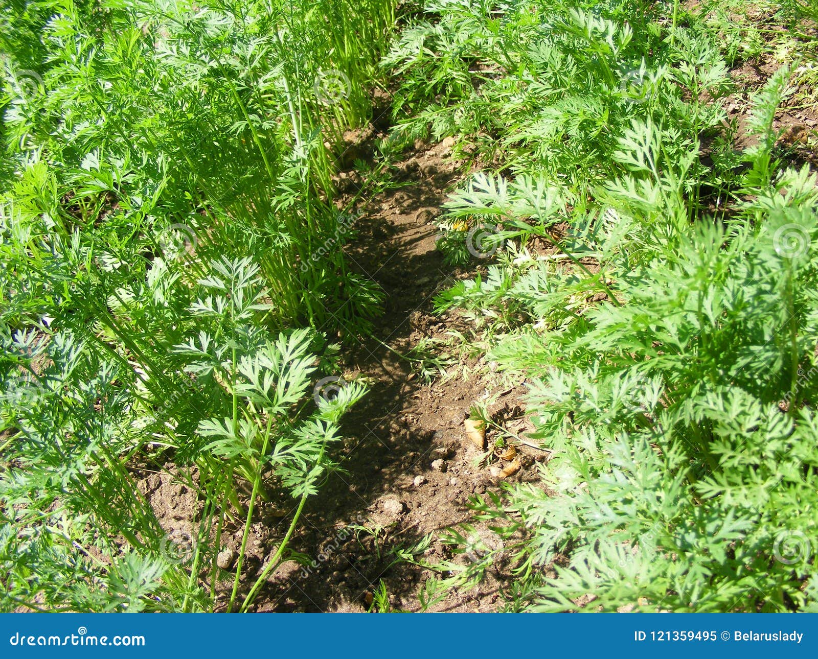 Carrots Seedlings Growing on a Vegetable Bed Stock Image Image of