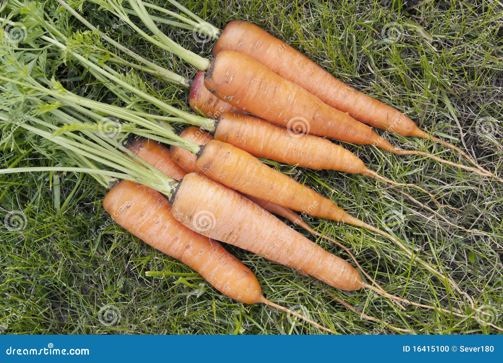 Carrots with a Tops of Vegetable Stock Photo Image of snack