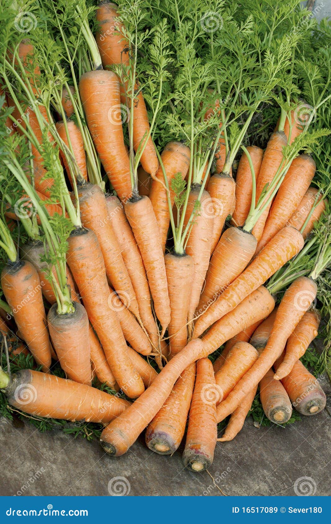 Carrots with a Tops of Vegetable Stock Image Image of bunch, healthy