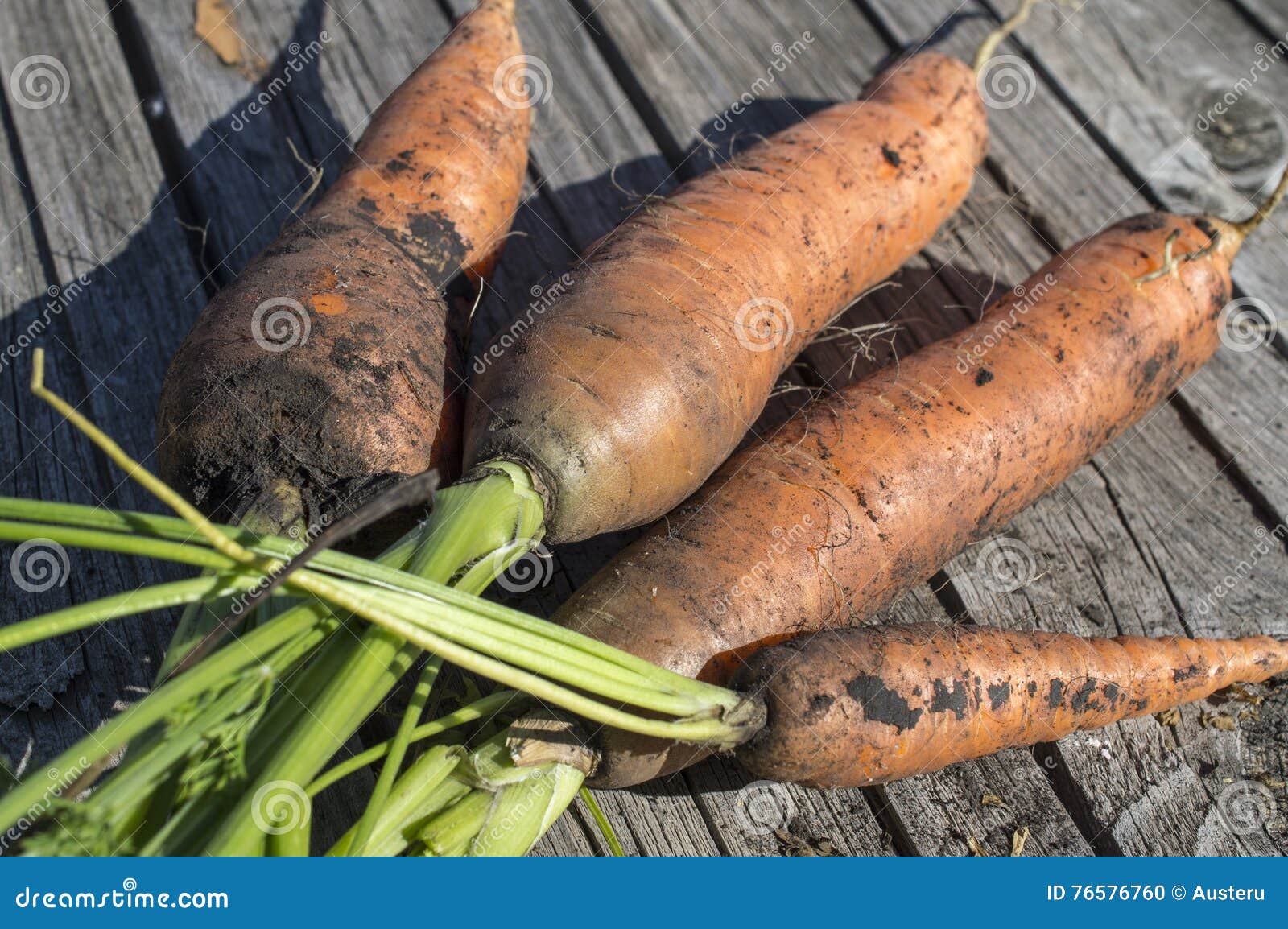 Carrots with a Tops of Vegetable Stock Photo Image of carrots,
