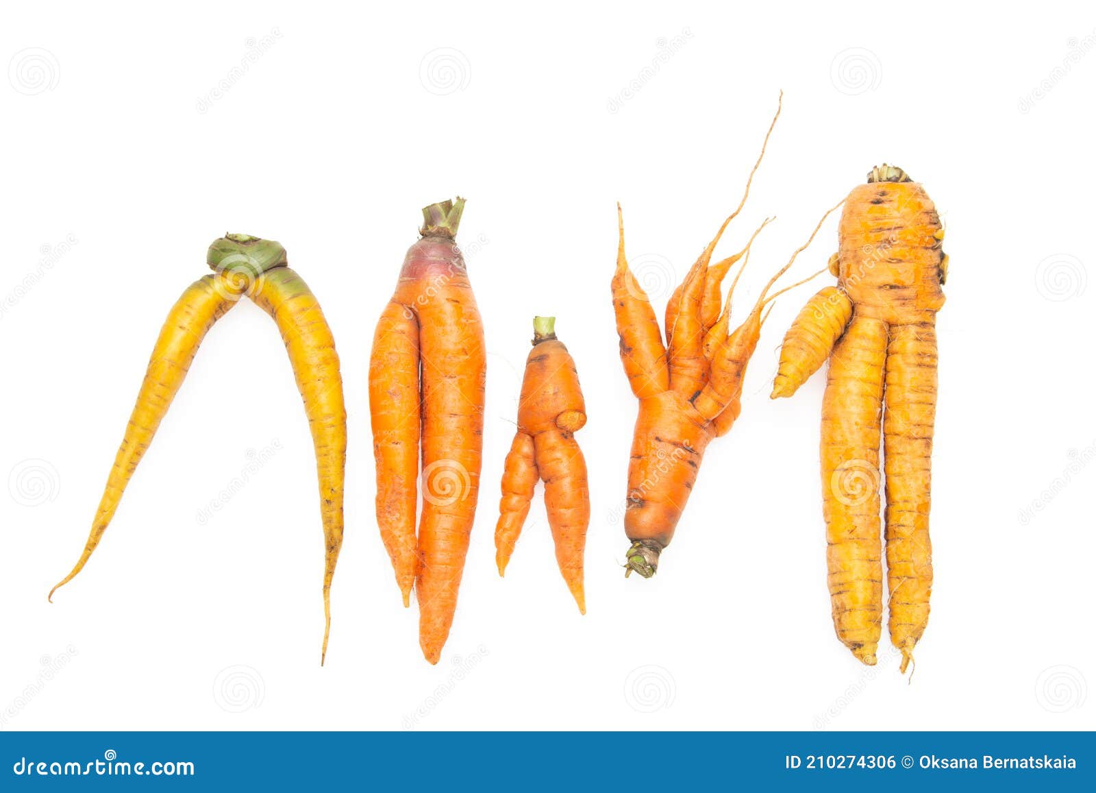 Carrots of an Unusual Shape on a White Background Stock Photo Image