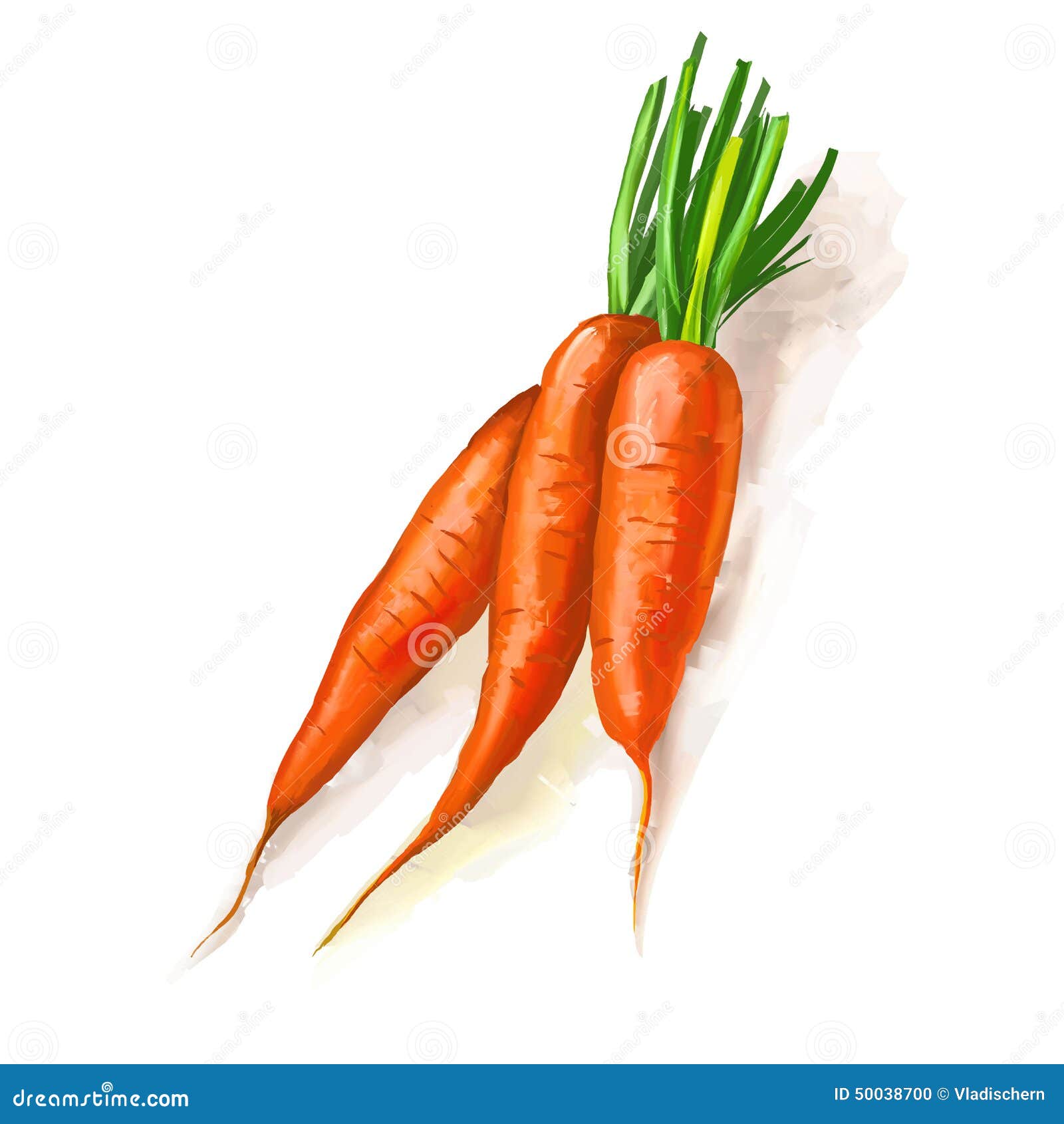 Carrots Vector Illustration Hand Drawn Painted Stock Vector - Image