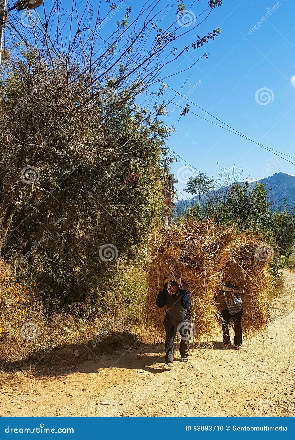 Carrying straw editorial image. Image of grass, nepal 83083710