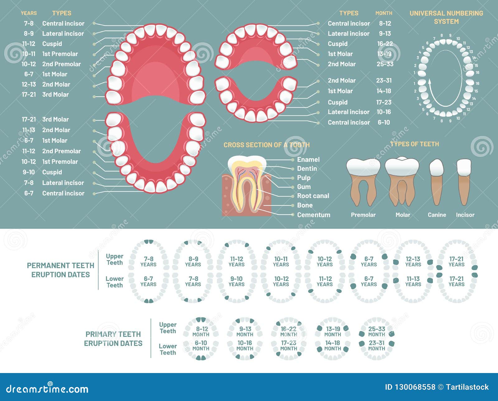 Carta De La Anatomía Del Diente Diagrama Humano De La Pérdida De Los