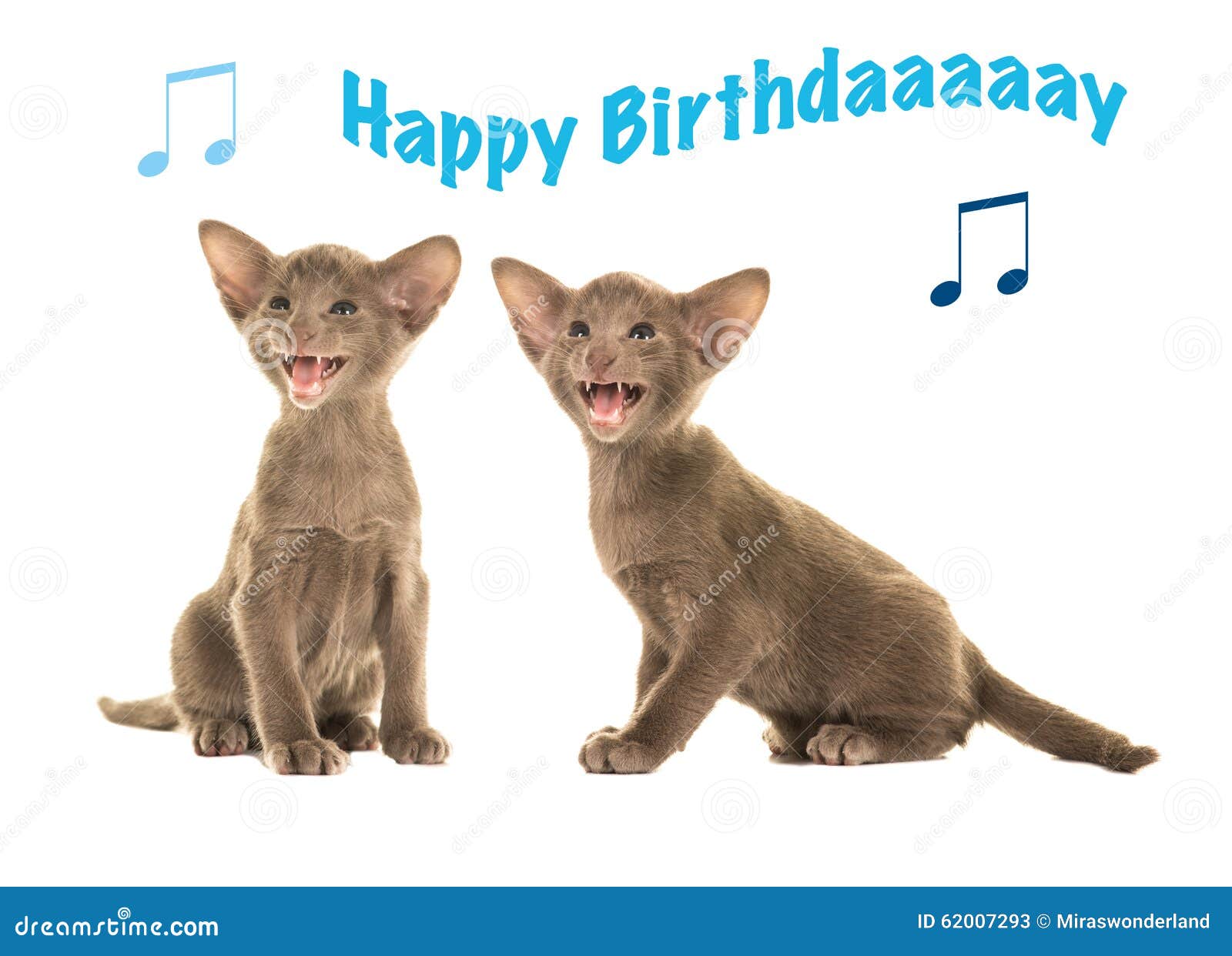 Carte D Anniversaire Avec Les Chats Siamois De Bebe Chantant Le Joyeux Anniversaire Image Stock Image Du Anniversaire Chat