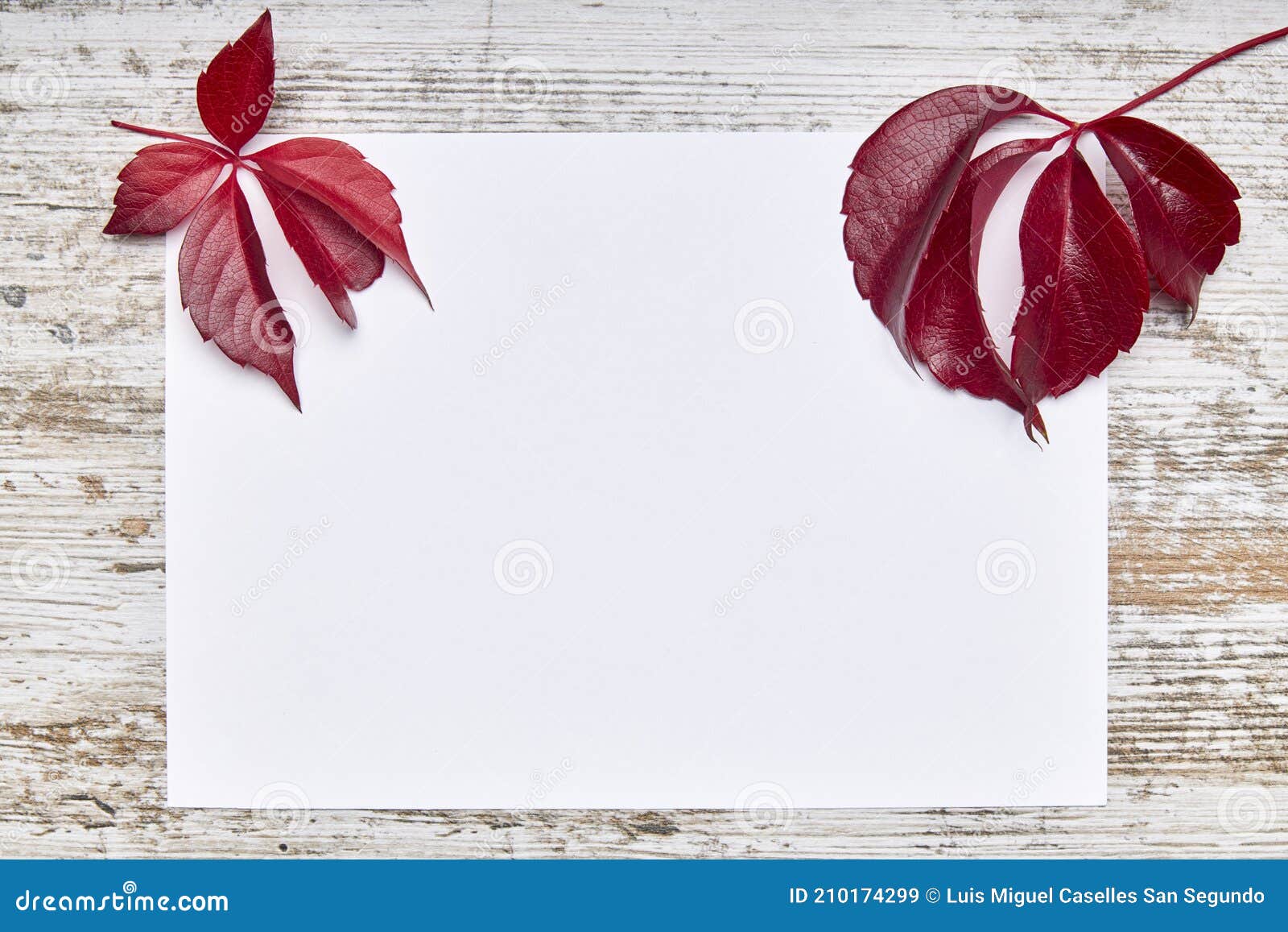 cartes de papier vierges, maquette d'invitation de carte de voeux vierge  avec fleur sur fond de bureau, composition de table minimale sur le lieu de  travail, mise à plat, maquette 5931085 Photo