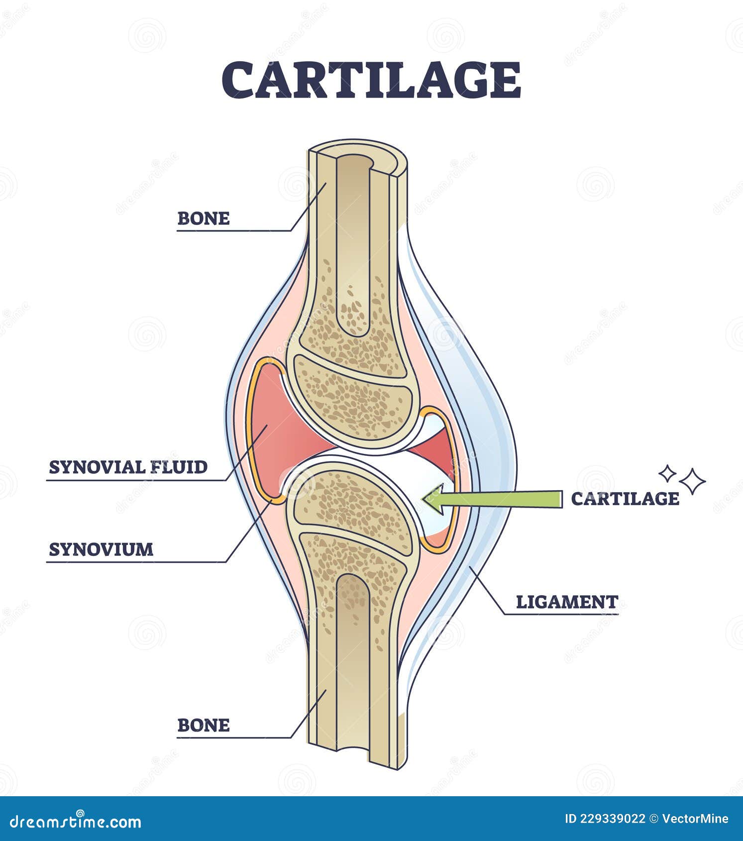 cartilage elastic tissue location in body and leg structure outline diagram