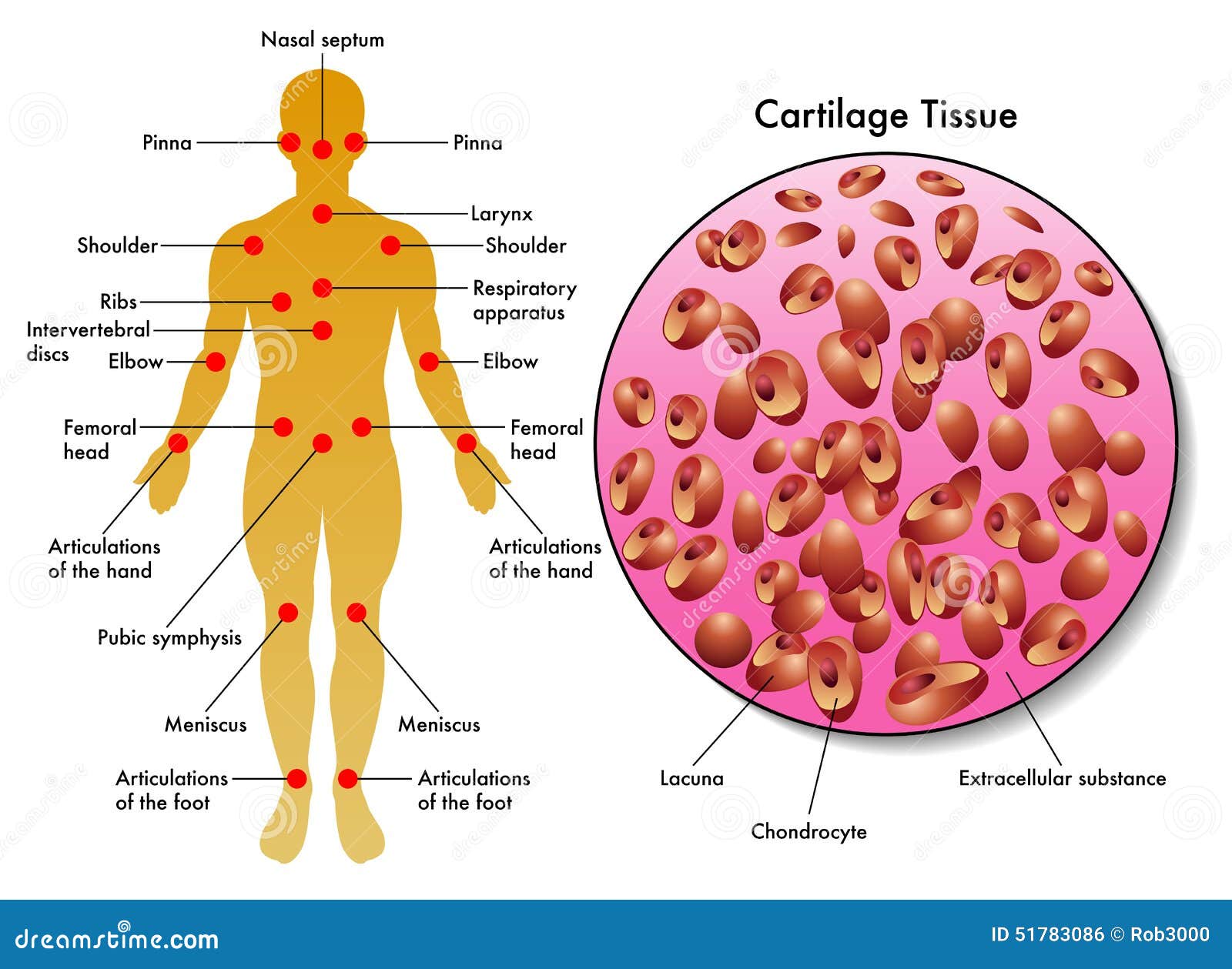 cartilage tissue
