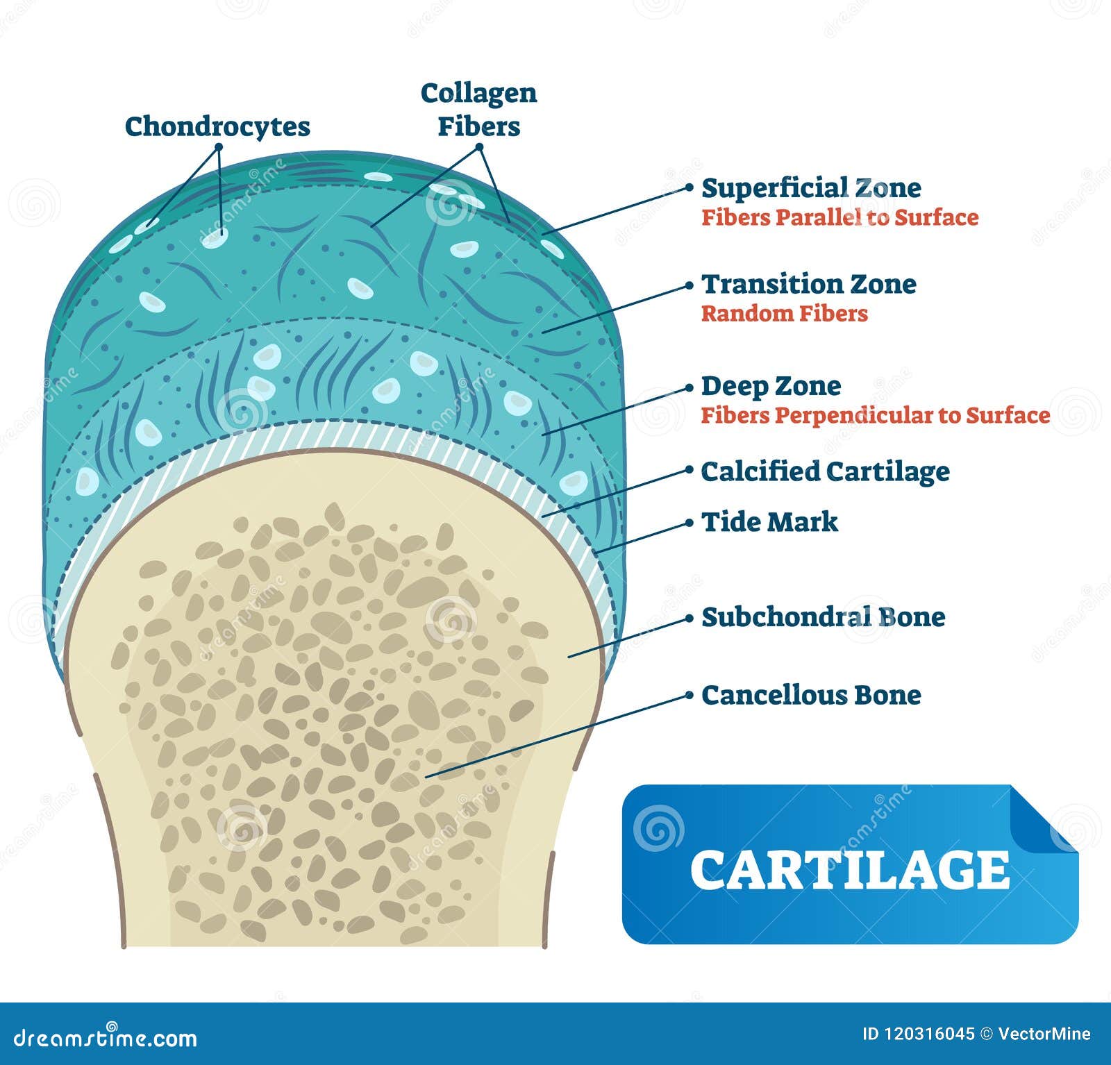 cartilage  . scheme of chondrocytes, collagen fibers, calcified, subchondral cancellous bone and superficial.