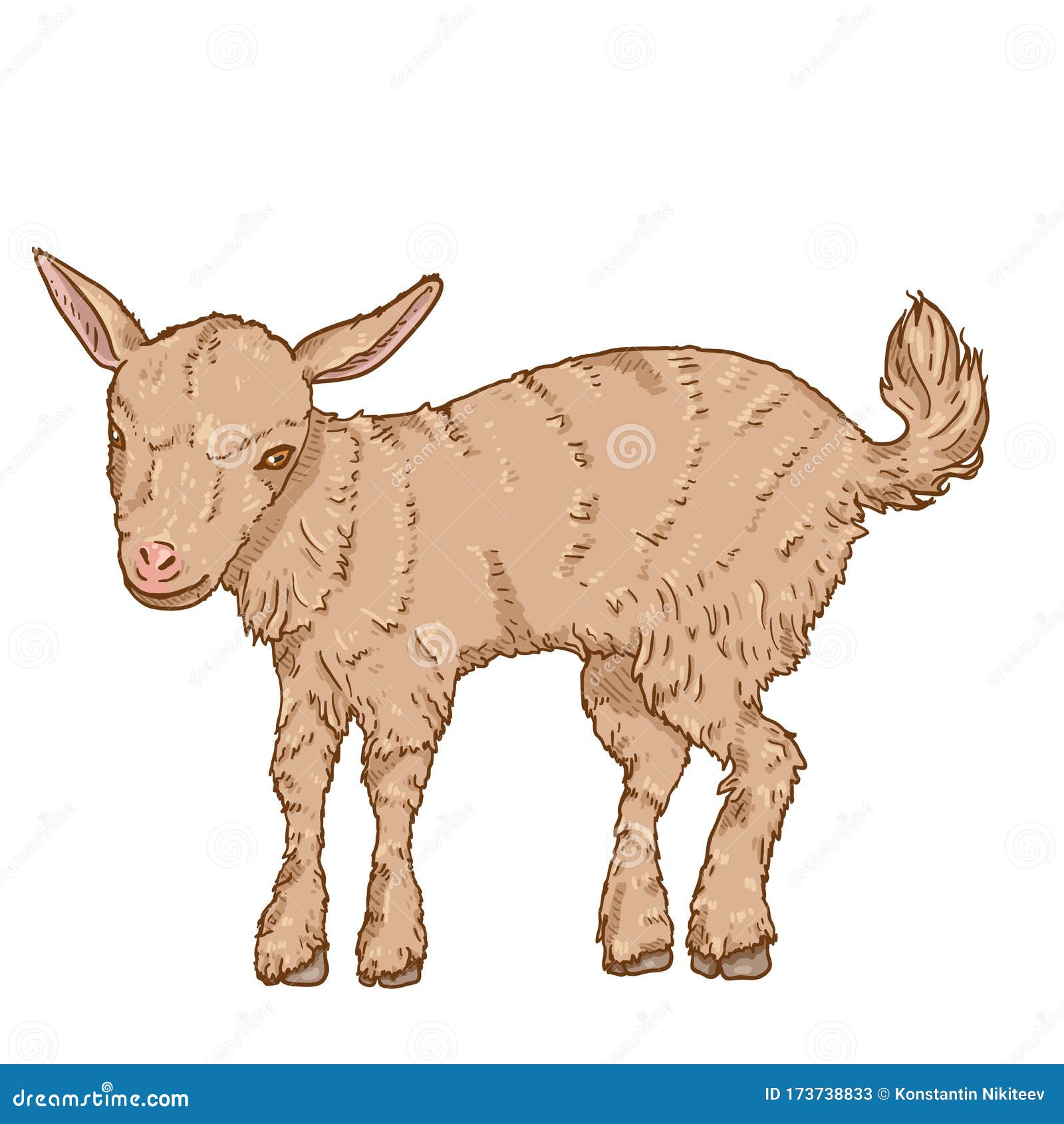 Download Cartoon Baby Goat. Vector Illustration Stock Vector - Illustration of meat, flock: 173738833