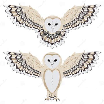 Cartoon Barn Owl stock vector. Illustration of animal - 73069768